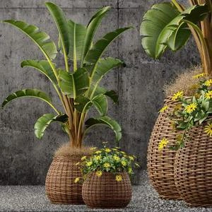 گلدون حصیری و با درخچه