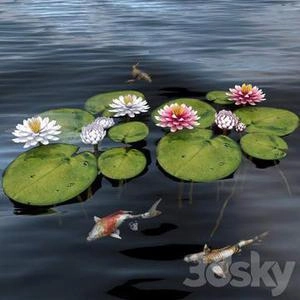 ابجکت گل نیلوفر روی اب