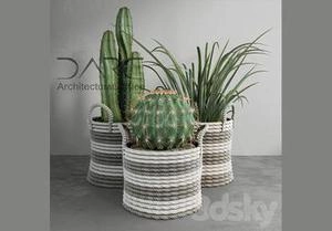 3d گل کاکتوس دکوری