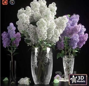گلهای یاس سفید ارغوانی
